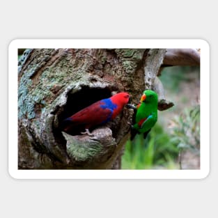 Pair Of Eclectus At The Nest Sticker